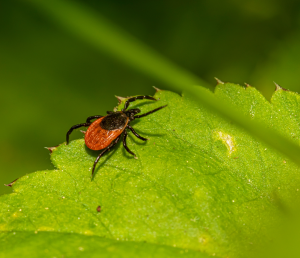 Close-up of a tick, illustrating the potential risks of being bitten by a tick and what to do about it.