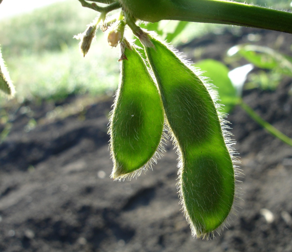 Is soy healthy from London Ontario chiropractor - close-up of soybeans growing in a lush green field, symbolizing natural health choices.