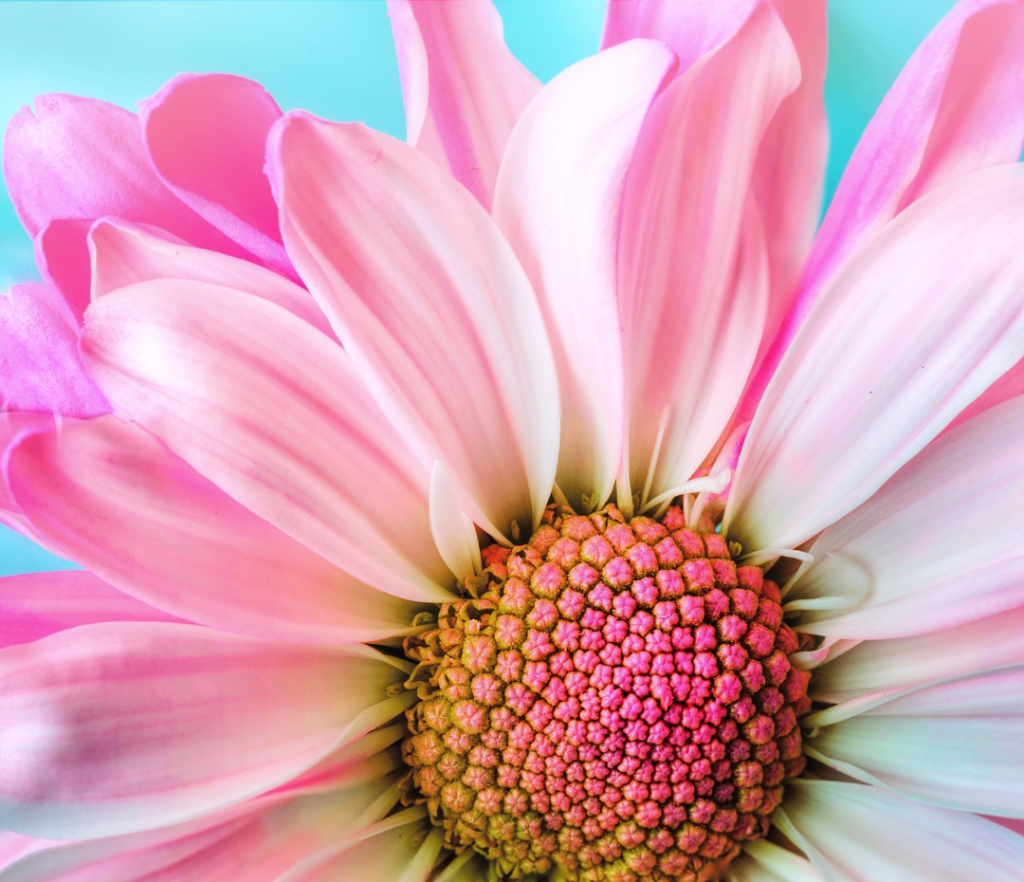 Gerbera daisy representing spring, freshness, and renewal once you follow Dr. Janna's tips on how to spring clean your life in London Ontario.